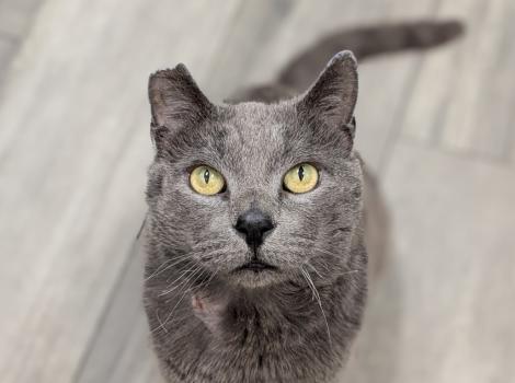 Lucky the cat sitting on a wooden floor